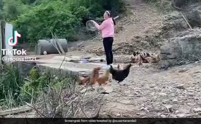 थाली बजते ही इकठ्ठा हो गया पक्षियों का झुंड,  अनुशासन देखकर आप भी हैरान हो जाएंगे