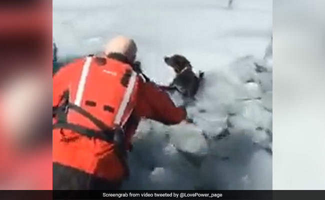 जान पर खेल कर कुत्ते की जान बचाई, वीडियो देख लोगों ने कहा- बड़े जाबांज़ हो भाई!