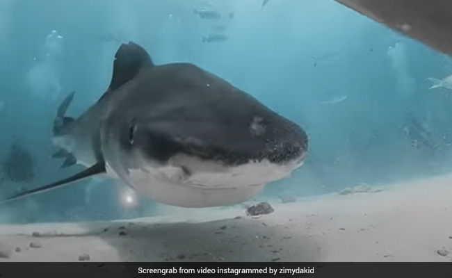 Filmmaker Captures How It Might Look Like To Be Gobbled Up By Shark