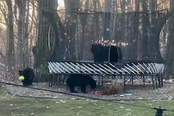 Caught On Camera: Bears Play In Backyard Garden Caught On Camera: Bears Play In Backyard Garden