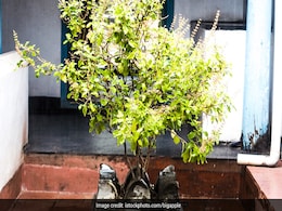 Tulsi का बार-बार सूखना नहीं है अच्छा, इस तरह बनाएं सूखे हुए तुसली के पौधे को फिर से हरा-भरा Tulsi का बार-बार सूखना नहीं है अच्छा, इस तरह बनाएं सूखे हुए तुसली के पौधे को फिर से हरा-भरा