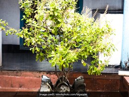 क्या आप भी अपनी रिश्तेदार या पड़ोसी को दे देते हैं तुलसी का पौधा, जान लें क्या होते हैं इसके प्रभाव