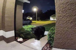 Simple Dog Walk Turns Into Terror After Black Bear Charges At Couple Simple Dog Walk Turns Into Terror After Black Bear Charges At Couple