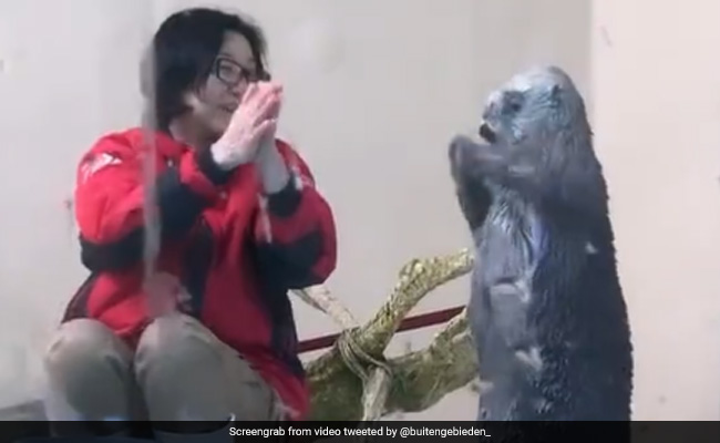 Video: महिला के साथ बच्चों की तरह खेलता नजर आ रहा है समुद्री ऊदबिलाव, इसकी प्यारी शरारतों से आपको भी हो जाएगा प्यार