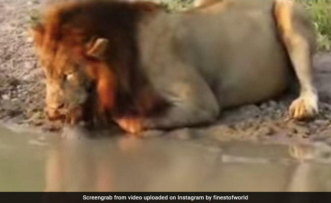 Viral Video: Turtle Annoys Lion While Drinking Water From A River