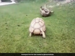 आनंद महिंद्रा ने कछुए का वीडियो शेयर कर दोस्ती को बताया, जीवन का सबसे महान उपहार आनंद महिंद्रा ने कछुए का वीडियो शेयर कर दोस्ती को बताया, जीवन का सबसे महान उपहार
