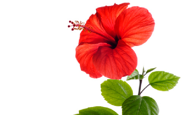 face mask : गुड़हल के फूल से कुछ इस तरह बनाइए फेस पैक, फिर देखिए कैसे आता है चेहरे पर सोने सा निखार