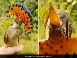 सिर पर सुनहरे मुकुट सी कलगी, कभी देखा है ऐसा अनोखा पक्षी, वायरल हो रहा VIDEO सिर पर सुनहरे मुकुट सी कलगी, कभी देखा है ऐसा अनोखा पक्षी, वायरल हो रहा VIDEO