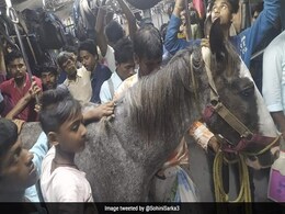 लोकल ट्रेन में भीड़ के बीच सफर  करता दिखा घोड़ा, सोशल मीडिया पर वायरल हुई फोटो लोकल ट्रेन में भीड़ के बीच सफर  करता दिखा घोड़ा, सोशल मीडिया पर वायरल हुई फोटो