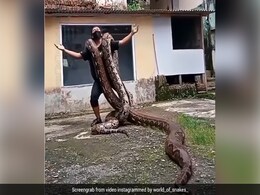 विशालकाय अजगरों को कंधे पर लादकर शख्स करने लगा अजीबोगरीब हरकत, लोग बोले- ये क्या पागलपन है... विशालकाय अजगरों को कंधे पर लादकर शख्स करने लगा अजीबोगरीब हरकत, लोग बोले- ये क्या पागलपन है...