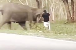गुस्साया हाथी झपटा पर्यटक पर, रोंगटे खड़े करने वाला वीडियो गुस्साया हाथी झपटा पर्यटक पर, रोंगटे खड़े करने वाला वीडियो