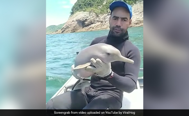 Viral Video: Man Rescues Baby Dolphin From Fishing Net