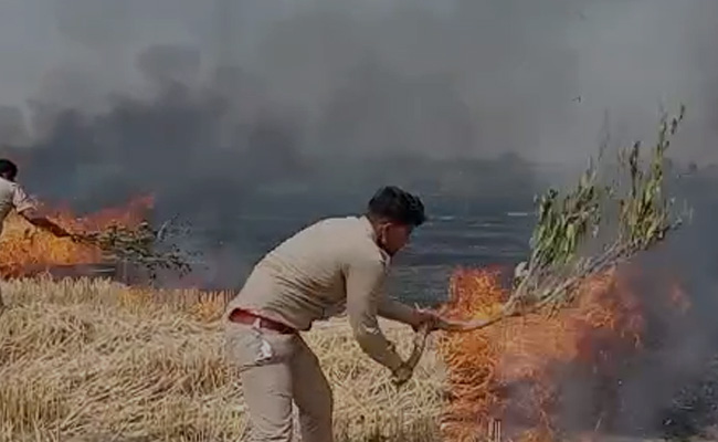 Spark From Overhead Electric Cable Destroys Tonnes Of Standing Crop In UP