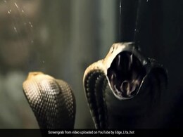 उड़ते प्लेन में हजारों Snakes का हुआ हमला तो लोगों ने यूं बचाई जान, यह है सांप और सिनेमा का पुराना रिश्ता उड़ते प्लेन में हजारों Snakes का हुआ हमला तो लोगों ने यूं बचाई जान, यह है सांप और सिनेमा का पुराना रिश्ता