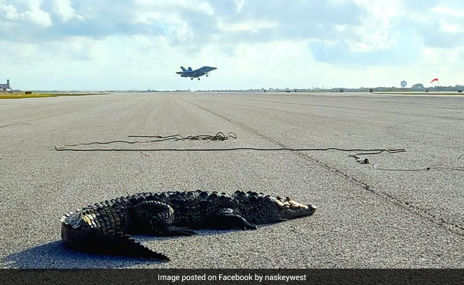 Sunbathing Crocodile Shuts Down Runway At US Navy Airfield in Florida
