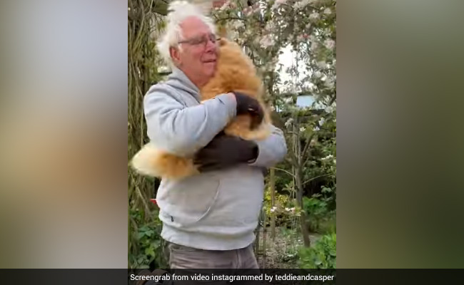 Viral Video: Cat Asks Owner To Quit What He's Doing And Hug Her