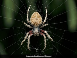 मकड़ी की इस अनोखी इंजीनियरिंग को देखकर हैरान हो जाएंगे आप, देखें VIDEO मकड़ी की इस अनोखी इंजीनियरिंग को देखकर हैरान हो जाएंगे आप, देखें VIDEO