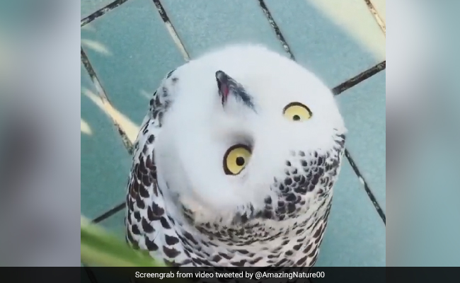 Video Of Owl's Exorcist-Style Display Of Flexibility Amuses Internet