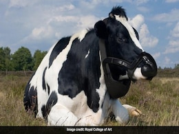 वायुमंडल को नुकसान पहुंचाती है गाय की डकार ! ब्रिटेन की एक कंपनी ने बनाई इसे रोकने की योजना वायुमंडल को नुकसान पहुंचाती है गाय की डकार ! ब्रिटेन की एक कंपनी ने बनाई इसे रोकने की योजना