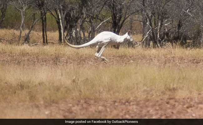 Ever Seen a White Kangaroo? Australian Woman Too Was "Blown Away"