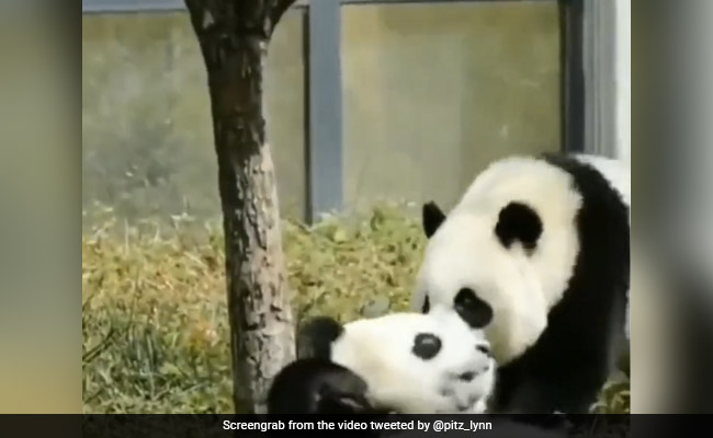 Video Of Pandas Goofing Around Will Set You Up For The Weekend