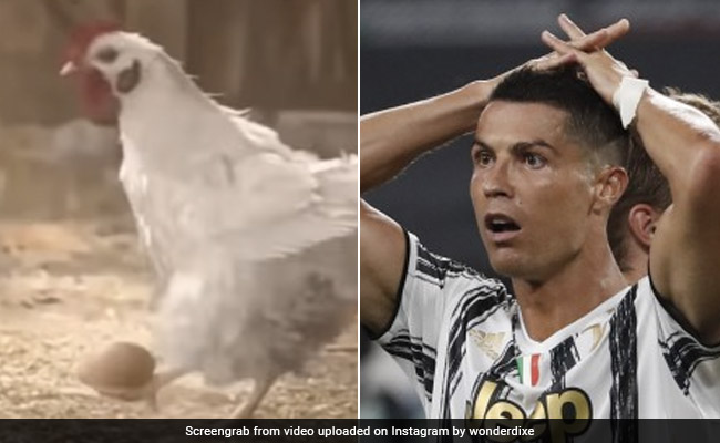 अंडे से ऐसे फुटबॉल खेलने लगी मुर्गी, लोग बोले- रोनाल्डो का जबरा फैन