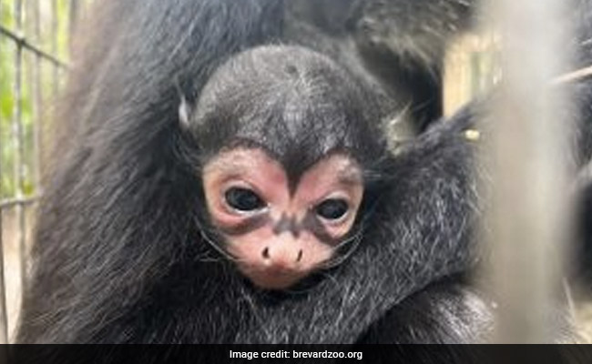 Spider Monkey With Unique "Batman" Marking On Its Nose Born At Florida Zoo
