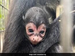 Spider Monkey With Unique "Batman" Marking On Its Nose Born At Florida Zoo Spider Monkey With Unique "Batman" Marking On Its Nose Born At Florida Zoo