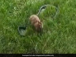 विशालकाय सांप से भिड़ गया खरगोश, दोनों के बीच हुई जबरदस्त Fight, फिर जो हुआ, Video देख हैरान रह जाएंगे आप विशालकाय सांप से भिड़ गया खरगोश, दोनों के बीच हुई जबरदस्त Fight, फिर जो हुआ, Video देख हैरान रह जाएंगे आप