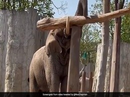 हाथी ने दिखाई कमाल की बैलेंसिंग टेक्नीक, आप भी देखें यह वायरल Video हाथी ने दिखाई कमाल की बैलेंसिंग टेक्नीक, आप भी देखें यह वायरल Video
