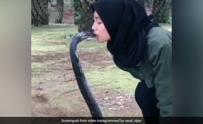 जहरीले सांप के पास आकर बैठ गई लड़की, फिर खुद ही आगे बढ़कर सांप को किया Kiss, VIDEO देख हैरान रह जाएंगे आप जहरीले सांप के पास आकर बैठ गई लड़की, फिर खुद ही आगे बढ़कर सांप को किया Kiss, VIDEO देख हैरान रह जाएंगे आप