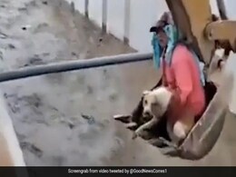 पानी में बह रहा था कुत्ता, शख्स ने जान पर खेल कर JCB की मदद से जान बचाई, देखें वीडियो पानी में बह रहा था कुत्ता, शख्स ने जान पर खेल कर JCB की मदद से जान बचाई, देखें वीडियो