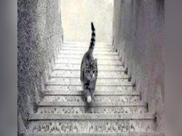 आपका दिमाग हिला कर रख देगी यह तस्वीर, बताइए बिल्ली ऊपर जा रही है या नीचे ? आपका दिमाग हिला कर रख देगी यह तस्वीर, बताइए बिल्ली ऊपर जा रही है या नीचे ?