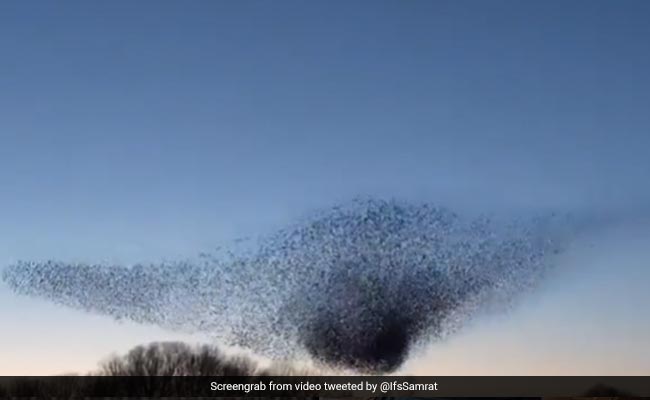 आकाश में पंछियों ने दिखाई गजब की कलाकारी, देखकर आपका भी दिल हो जाएगा खुश