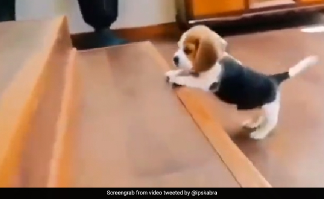 'एक और कोशिश' यही है जिंदगी की हर समस्या का हल,  वायरल Video में डॉगी की क्यूट कोशिश आपको भी करेगी इंस्पायर