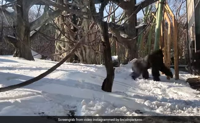 Nothing To See... Just A Gorilla Addicted To Smartphone