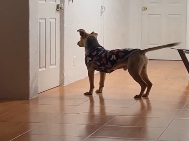 मालिक को देखते ही खुशी से हवा में छलांग लगाने लगा डॉगी