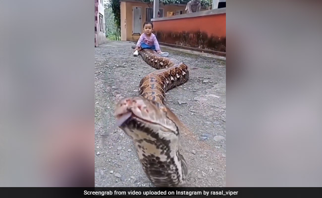 विशाल अजगर के ऊपर बैठ गई छोटी बच्ची, आपके होश उड़ा देगा ये खौफनाक Video