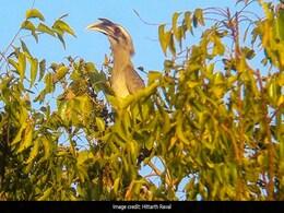 पृथ्वी दिवस : भारतीय ग्रे हॉर्नबिल - शहरी वनों के हरित इंजीनियर पृथ्वी दिवस : भारतीय ग्रे हॉर्नबिल - शहरी वनों के हरित इंजीनियर