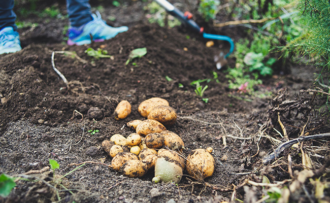 UP Says Don't Worry, Will Buy Potatoes; Price Falling Fast, Say Farmers