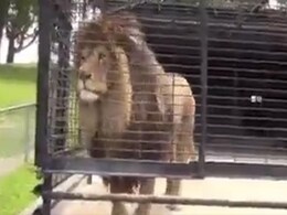 शेर को देख खुश हुए बच्चे, शेर का रिएक्शन देख छूट जाएगी आपकी हंसी शेर को देख खुश हुए बच्चे, शेर का रिएक्शन देख छूट जाएगी आपकी हंसी