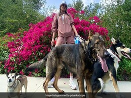 प्रियंका चोपड़ा ने अपनी गर्ल्स गैंग के साथ इस तरह इंजॉय किया संडे, फोटो देख कर आप भी कहेंगे – ‘संडे हो तो ऐसा’ प्रियंका चोपड़ा ने अपनी गर्ल्स गैंग के साथ इस तरह इंजॉय किया संडे, फोटो देख कर आप भी कहेंगे – ‘संडे हो तो ऐसा’