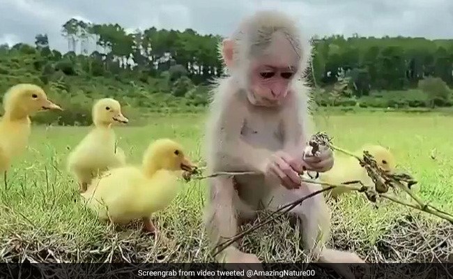 बंदर और पक्षी की दोस्ती को देखकर कहेंगे, ये कोई एनिमेशन फिल्म है, देखें वायरल वीडियो