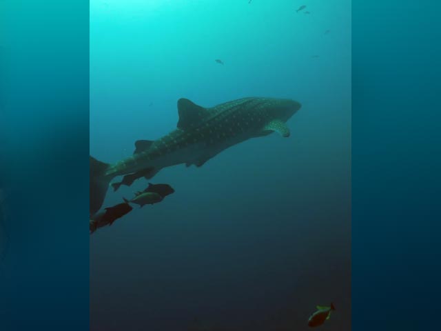 Diving With A Whale Shark