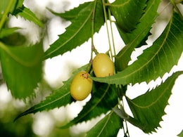Neem Benefits: नीम के सेहत और स्किन पर होते हैं ढेरों फायदे, जानिए इसे किस तरह किया जाता है इस्तेमाल Neem Benefits: नीम के सेहत और स्किन पर होते हैं ढेरों फायदे, जानिए इसे किस तरह किया जाता है इस्तेमाल