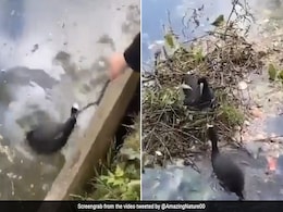 Viral Video: घर बनाने के लिए देखिए इंसान और बत्तख के बीच टीम वर्क, ये यारी जीत लेगी आपका भी दिल Viral Video: घर बनाने के लिए देखिए इंसान और बत्तख के बीच टीम वर्क, ये यारी जीत लेगी आपका भी दिल