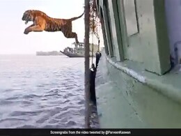 At Sunderbans, Tiger Jumping From Boat Reminds Internet Of "Life Of Pie" At Sunderbans, Tiger Jumping From Boat Reminds Internet Of "Life Of Pie"
