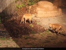 बॉल खेलते हुए लोमड़ी के बच्चों का Video हुआ वायरल, लोगों को खूब आ रहा पसंद बॉल खेलते हुए लोमड़ी के बच्चों का Video हुआ वायरल, लोगों को खूब आ रहा पसंद