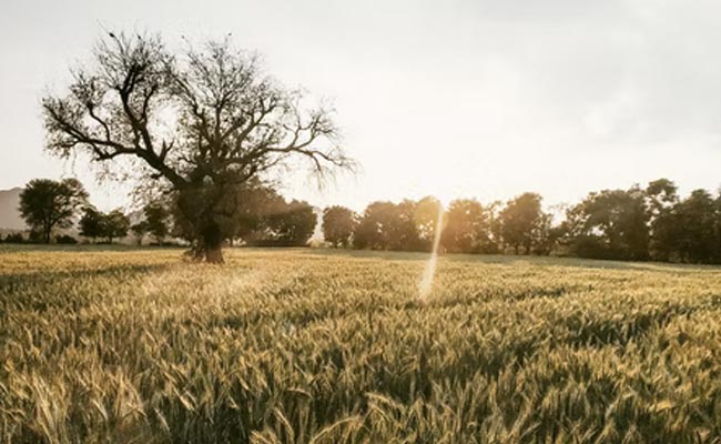Another Farmer Dies Of Sunstroke In Maharashtra; 2nd Death In 2 Days