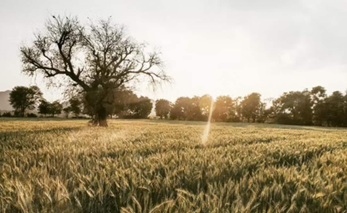 UP Man, Married Woman Found Dead In Field, Suicide Over Affair Suspected